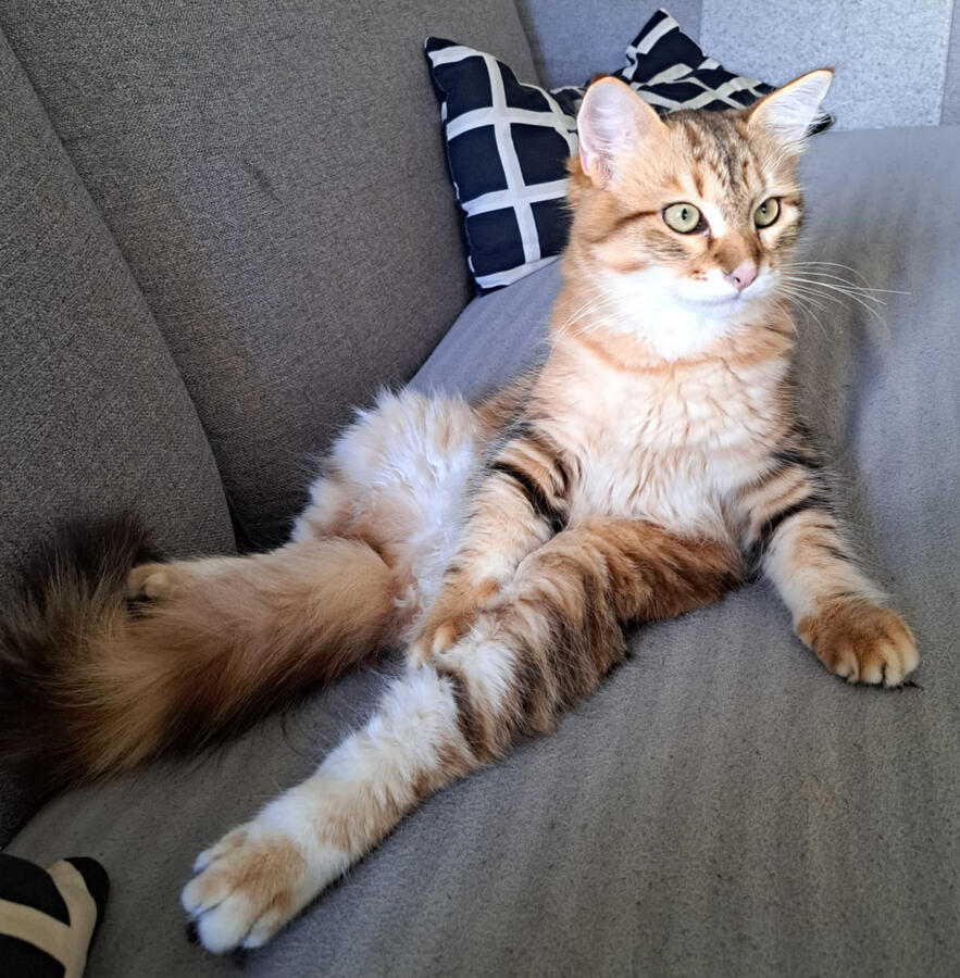 Caramel-5